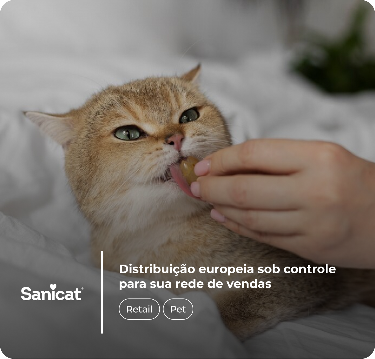 Gato de pelagem dourada sendo alimentado com petisco por uma mão humana, enquanto lambe o alimento. Texto sobreposto diz: "Distribuição europeia sob controle para sua rede de vendas" e apresenta os ícones "Retail" e "Pet" junto ao logo da marca Sanicat.